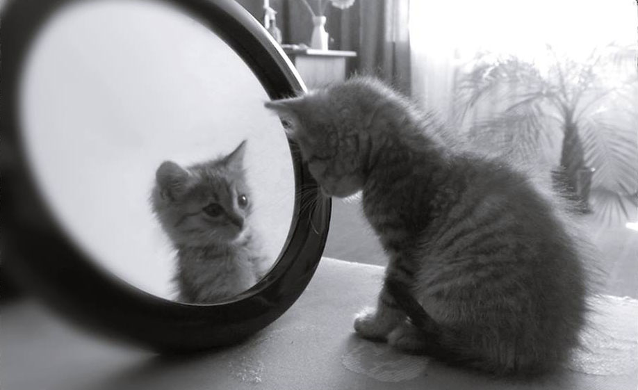 Kitten-in-mirror