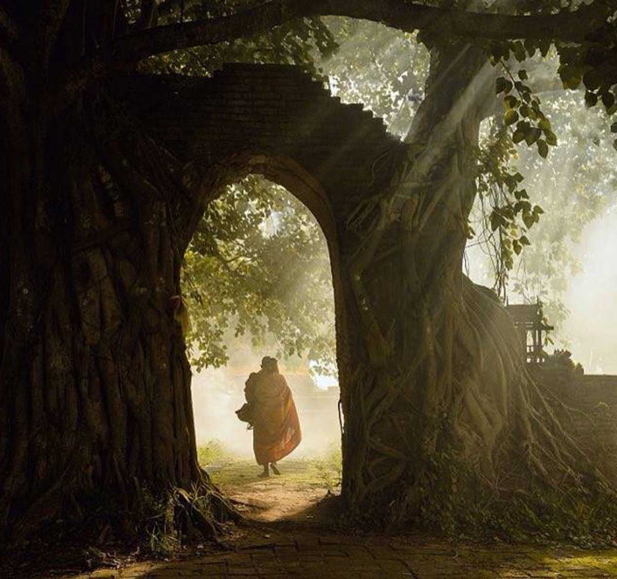 monk-gate-tree-cropped